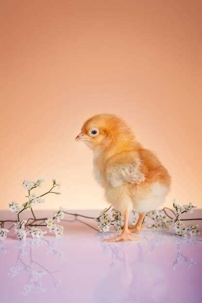 Symbolic Significance of Hens and Chicks in Dreams