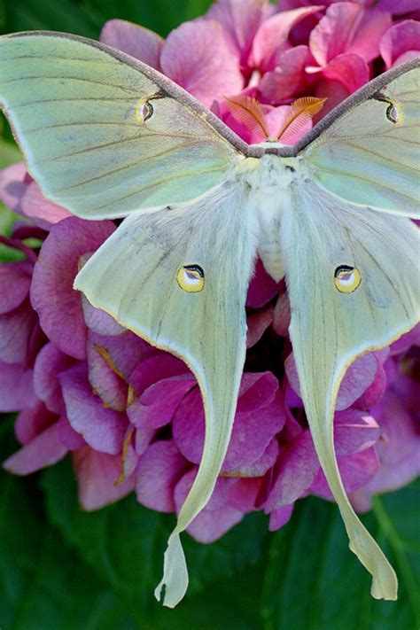 Symbolism in Dream Interpretation: Understanding Moths