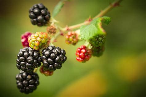 Symbolism of Blackberries in Dreams