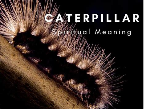 Symbolism of Caterpillars in Dreams