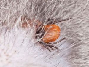 Symbolism of Ticks on Your Feline Friend: A Representation of Weight and Burdens