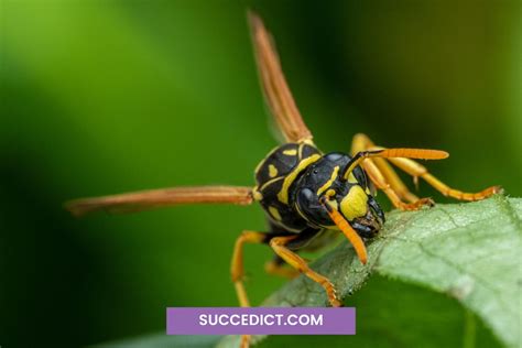 Symbolism of Wasps in Significance and Representation