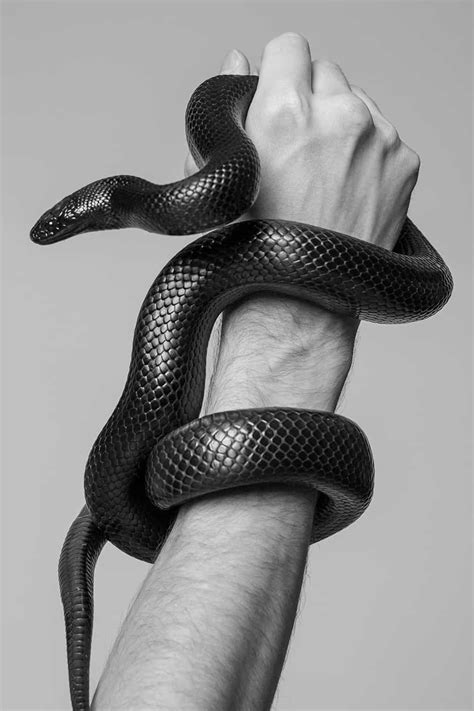 Symbolism of a black snake in dreams