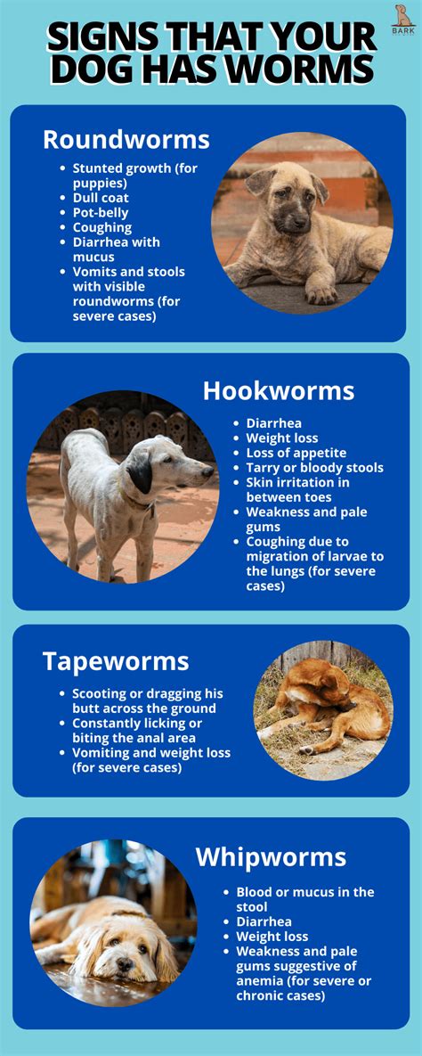 Symptoms and Warning Signs of Worms in Canines