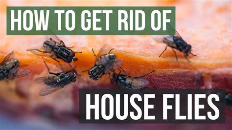 Tactics to Prevent House Fly Invasions