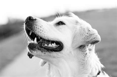 Taking Control: Tips for Managing Incidences of Canine Aggression in Dreams