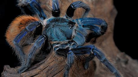 Tarantulas in Popular Culture: From Nightmares to Inspirations