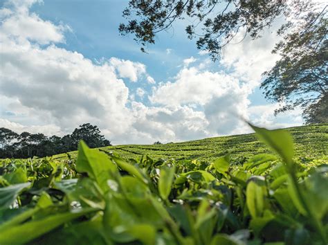 Tea Gardens: A Sanctuary for Tea Enthusiasts