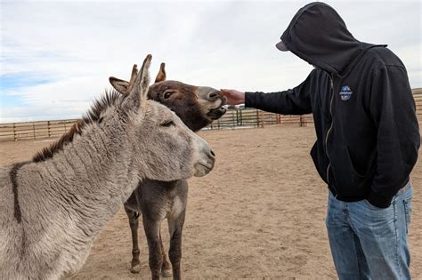 Techniques for Analyzing Dreams Involving Donkey Biting Incidents