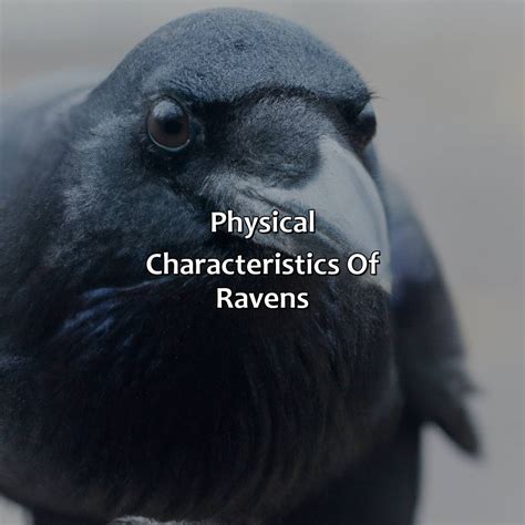 Tempest Raven's Impressive Physical Attributes