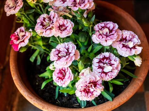 Tending to Sunny Blooms: Helpful Hints for Nurturing Your Golden Carnations