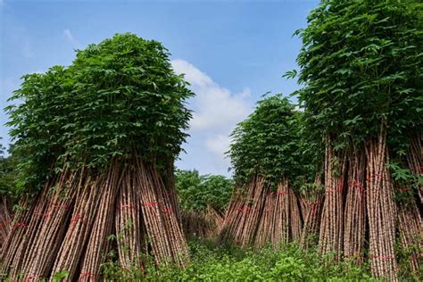 The Advantages of Cultivating Cassava