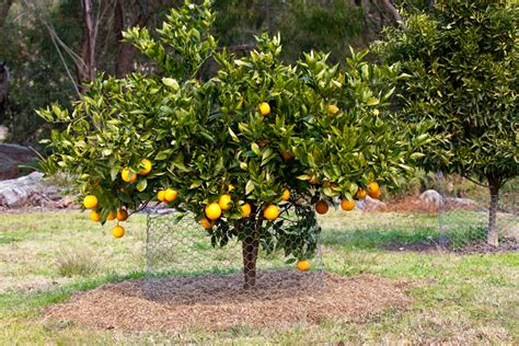 The Advantages of Cultivating a Citrus sapling in Your Backyard