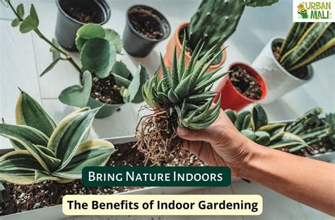 The Advantages of Indoor Gardening: Bringing Nature Inside