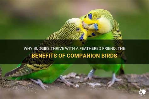 The Advantages of Owning a Feathered Companion