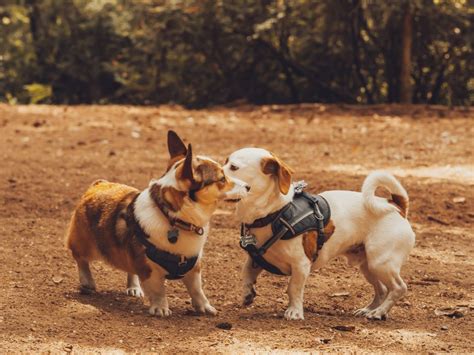 The Advantages of Socializing Your Canine Companion