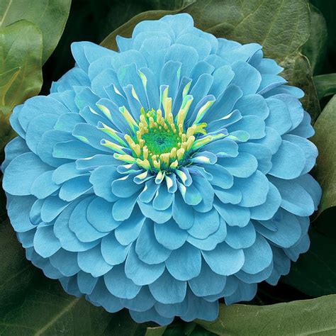 The Ageless Beauty of Zinnia Blue