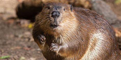 The Aggressive Beaver: Revealing the Hidden Messages in Dream Assaults