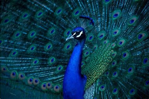 The Allure and Grandeur of Peacock Plumage