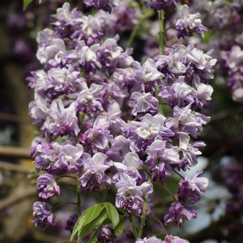 The Allure and Significance of the Majestic Floribunda