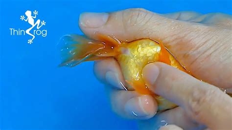 The Allure of Dreaming about Goldfish Bringing Forth Offspring