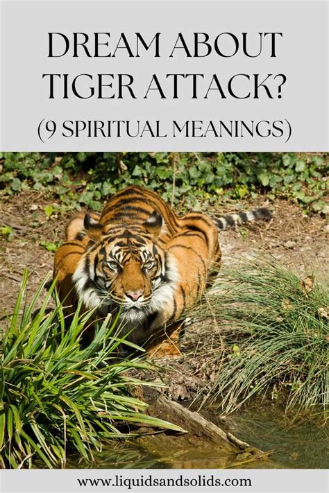 The Allure of Dreams Featuring Tiger Assaults