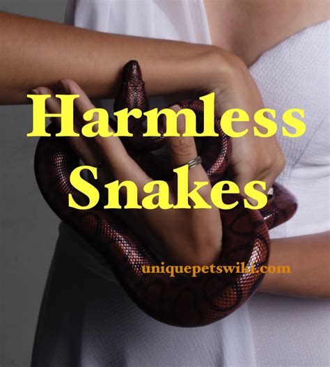 The Allure of Harmless Serpent Bites