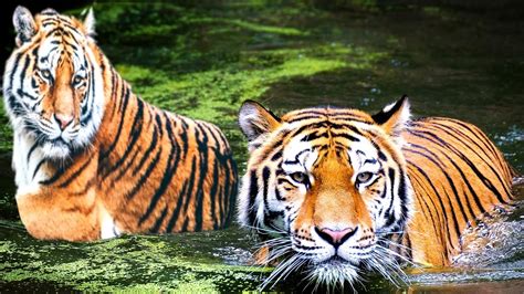 The Allure of Tiger Spring: Unveiling a Hidden Gem