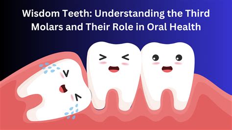 The Anatomy of Third Molars and Their Role in Oral Health