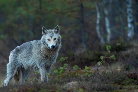 The Ancient Connections: Wolves in Mythology and Folklore