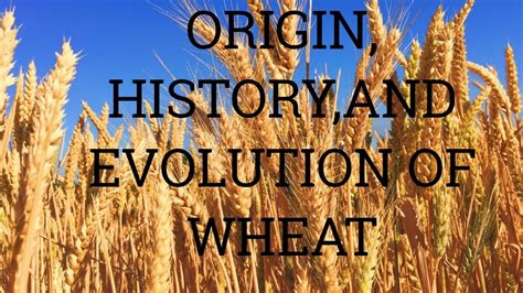 The Ancient Origins and History of Wheat