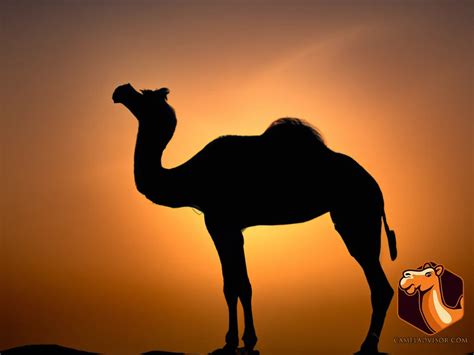 The Ancient and Enigmatic Symbolism of Camels