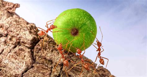 The Ants' Path: Exploring Hard Work and Persistence in Bug Dreams