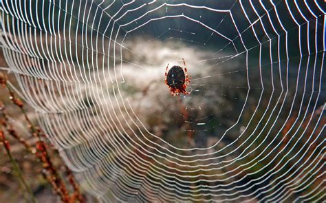 The Arachnid Archetype: Exploring the Role Spiders Play in Our Collective Unconscious