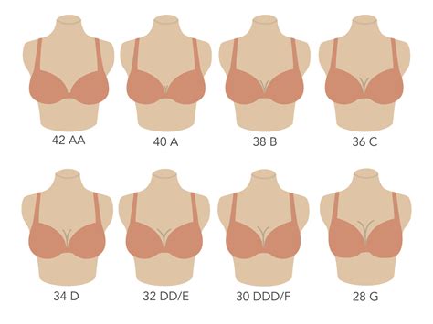 The Art of Discovering Your Ideal Bra Size