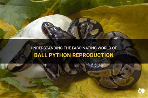 The Art of Survival: Feeding and Reproduction of the Fascinating Emerald Python