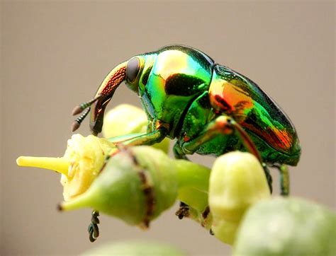 The Astonishing Art of Deception: How Vibrantly Colored Insects Fool Their Enemies and Victims