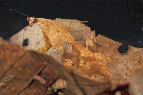 The Astonishing Disguise-Leaf Bug as a Master of Camouflage