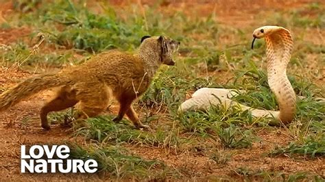 The Astonishing Encounter: Mongoose vs Snake