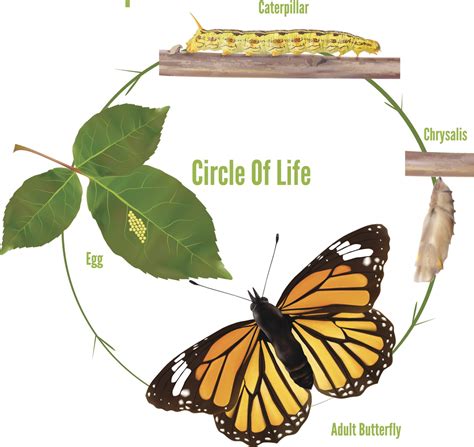 The Astonishing Life Cycle of the Vibrant Caterpillar