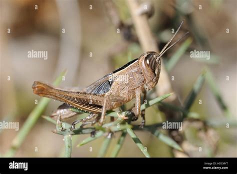 The Astonishing Preying Behavior of the Cryptic Jerusalem Grasshopper