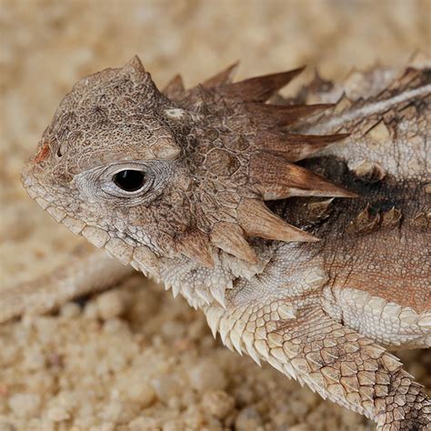 The Astonishing Sociable Lifestyle of the Majestic Horned Lizard