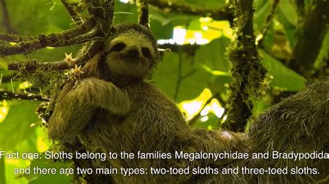 The Astonishing Social Lives of Sloths