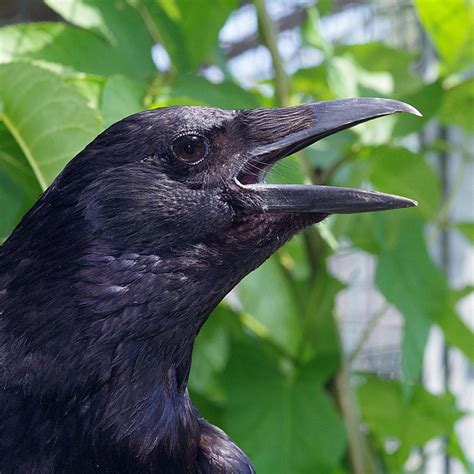 The Astounding Brainpower of Crows: Revealing the Intriguing Capacities of their Vocal Communication