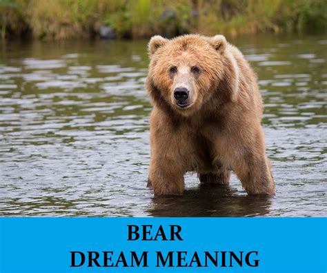 The Bear as a Formidable Symbol in Dreams