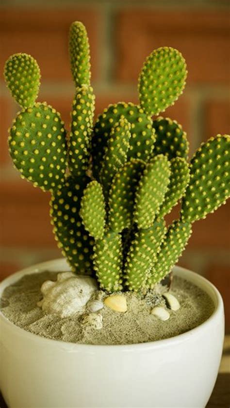 The Benefits of Having a Cactus: A Guide to Discovering Your Ideal Plant Companion