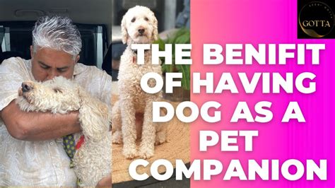 The Benefits of Having a Canine Companion