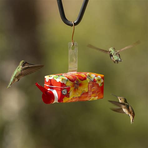 The Best Types of Feeders and Nectar for Hummingbirds