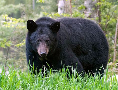 The Black Bear: Resilience and Insight in Dream Interpretation