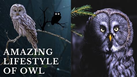 The Black Owl: An Enigmatic Guardian of Dreams